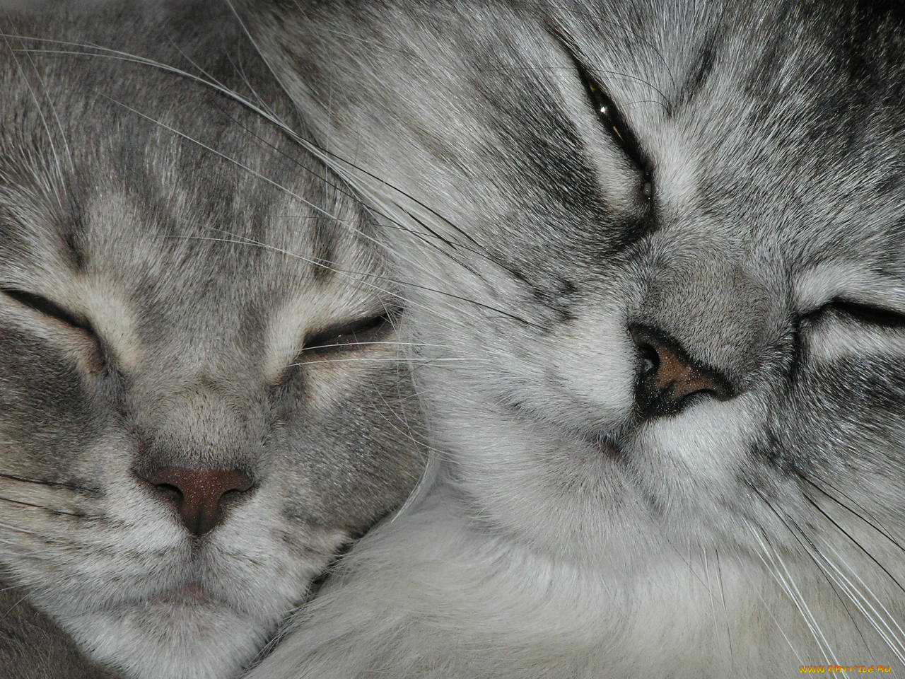 животные, коты