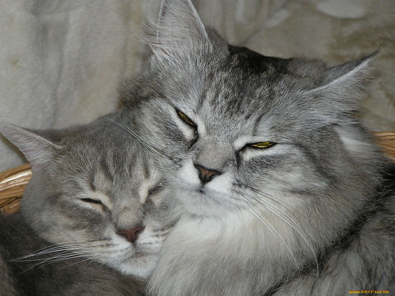 животные, коты