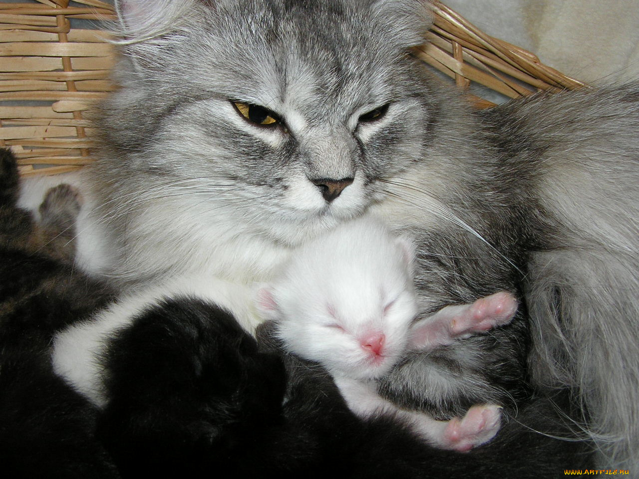 животные, коты