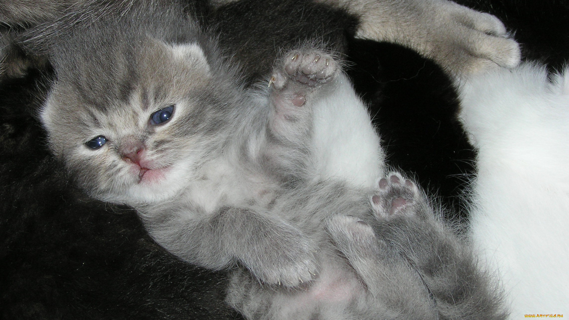 животные, коты