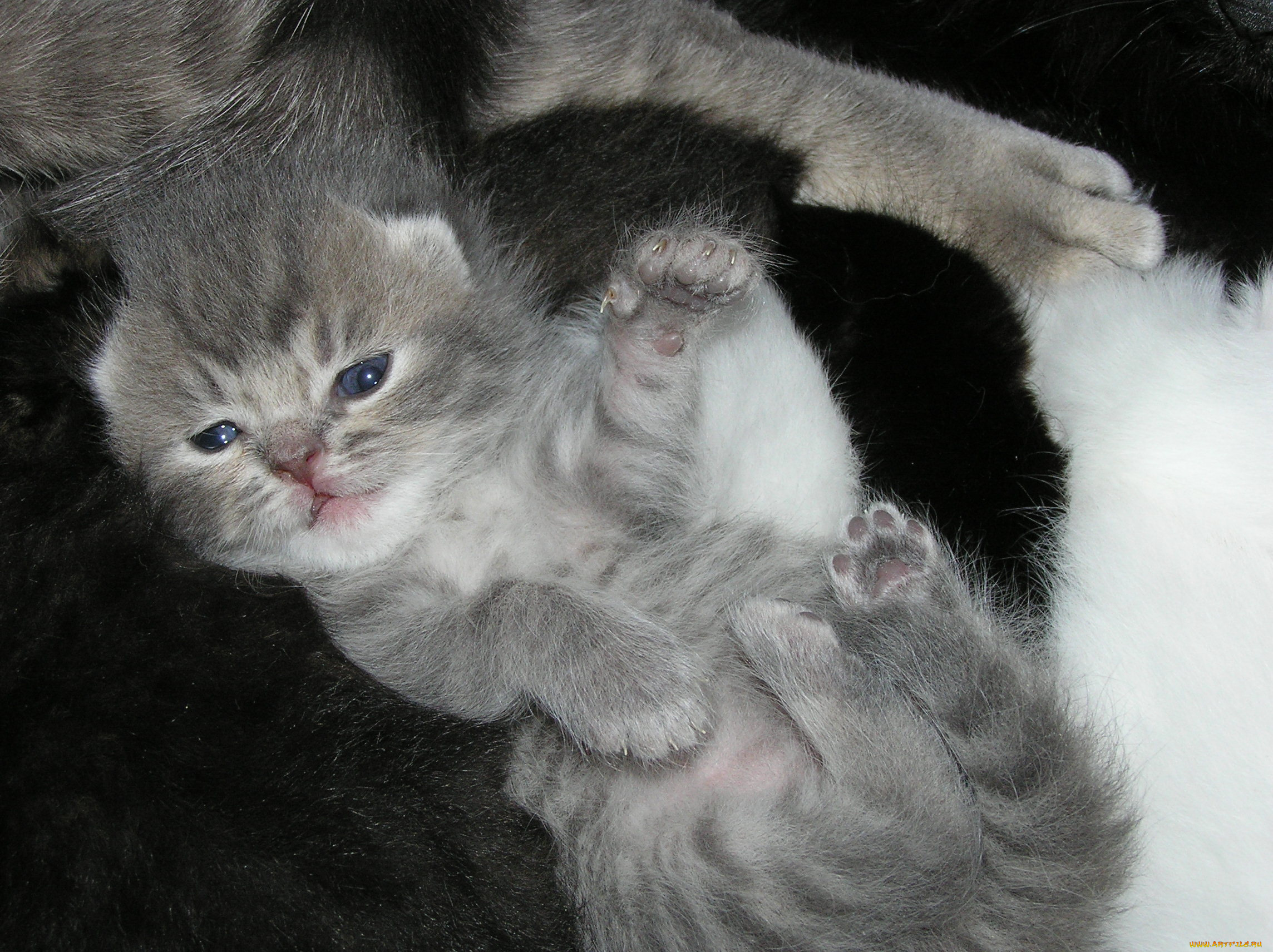 животные, коты