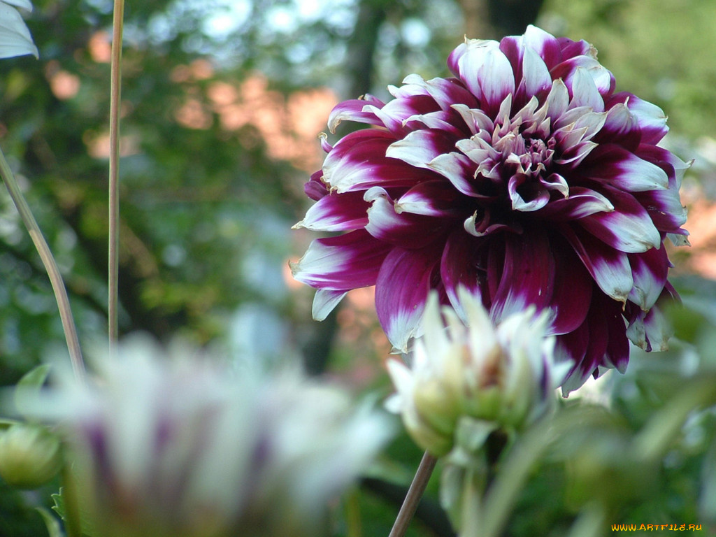 цветы, георгины