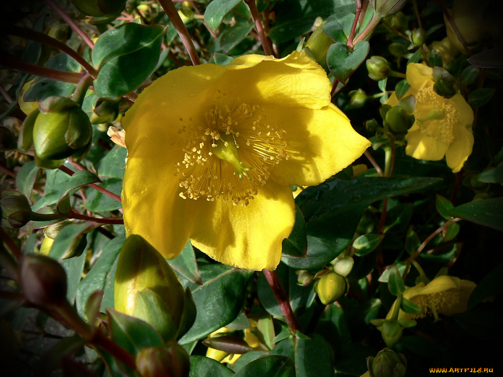 цветы, калужницы, лютики