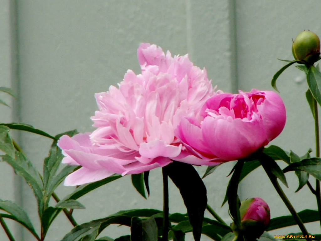 цветы, пионы