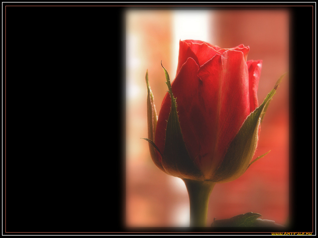 цветы, розы