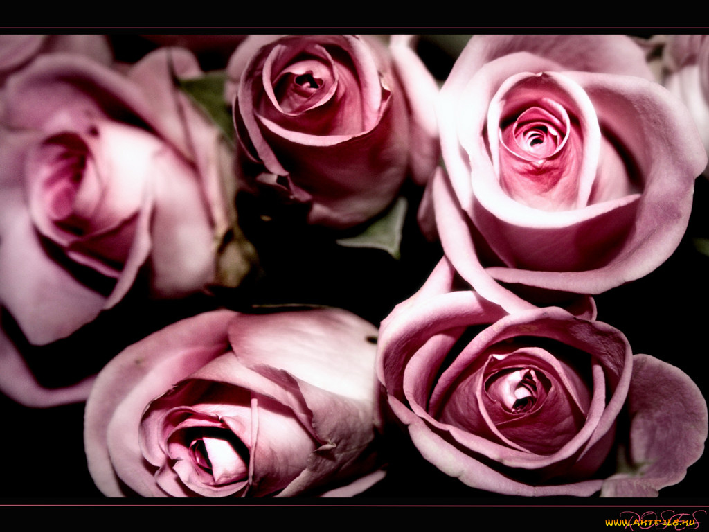 цветы, розы