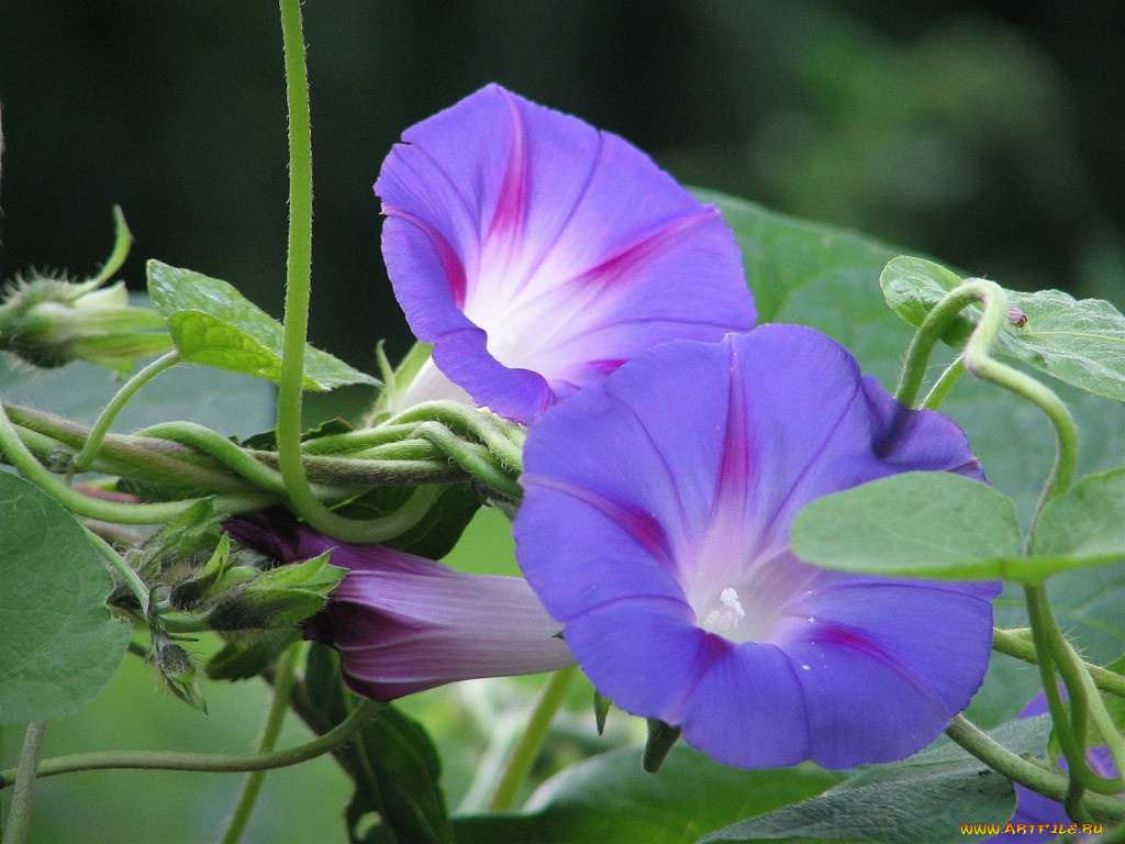 цветы, вьюнки, ипомеи