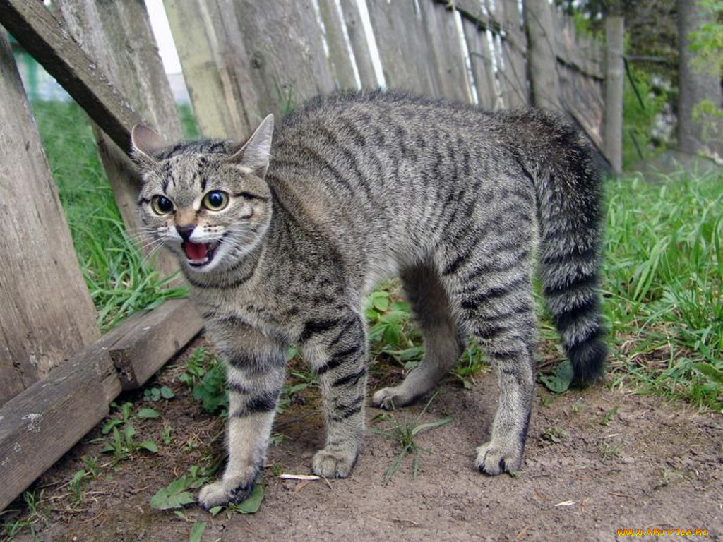 животные, коты