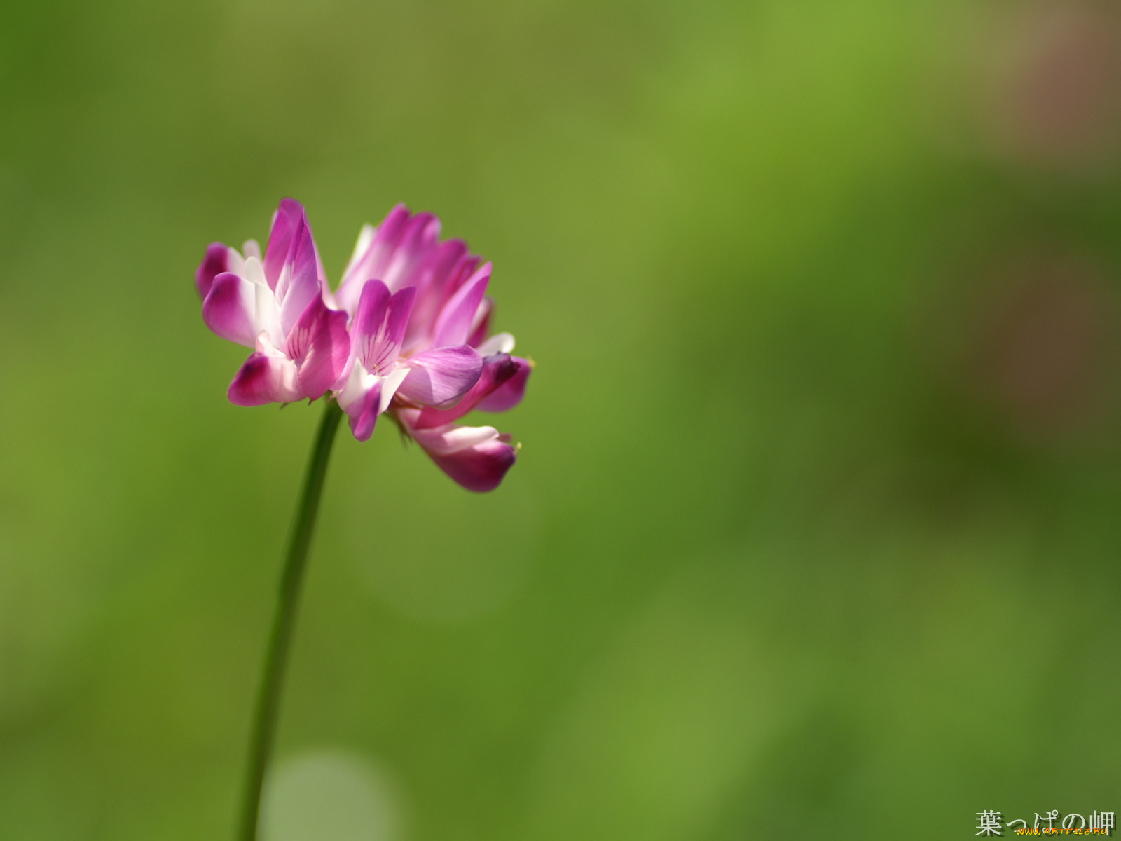 цветы, луговые, полевые
