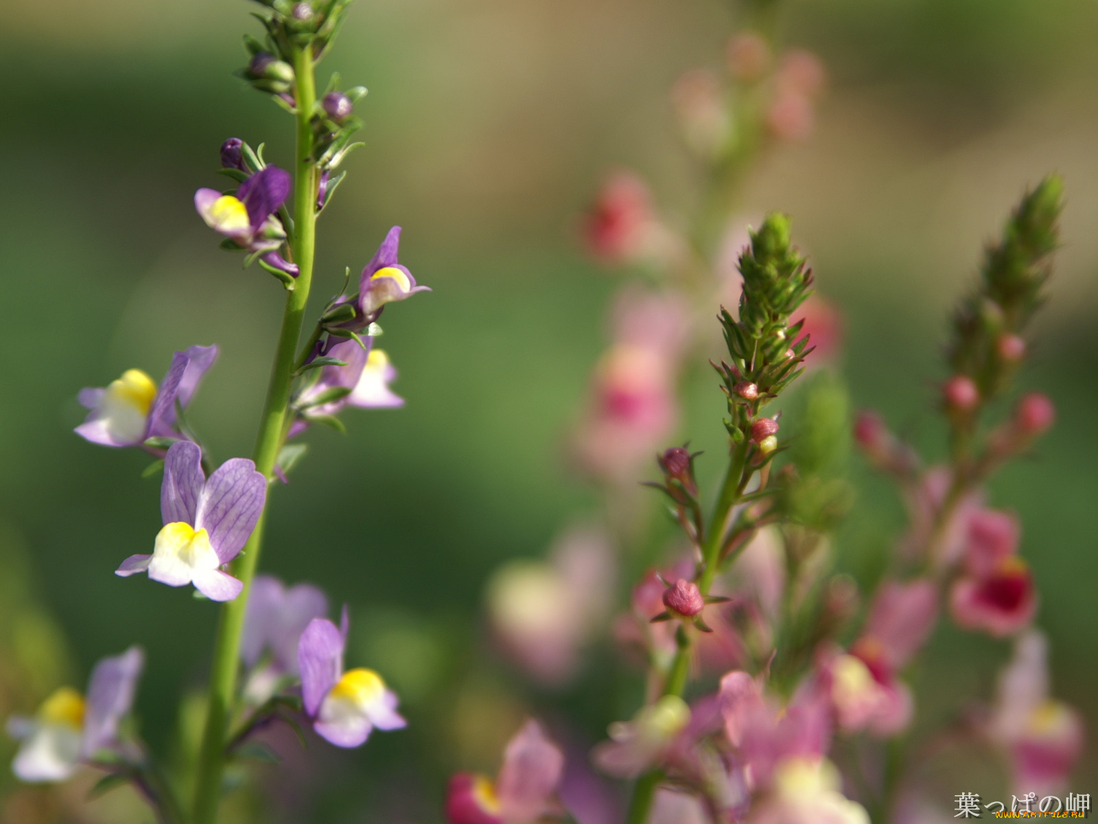 цветы, луговые, полевые