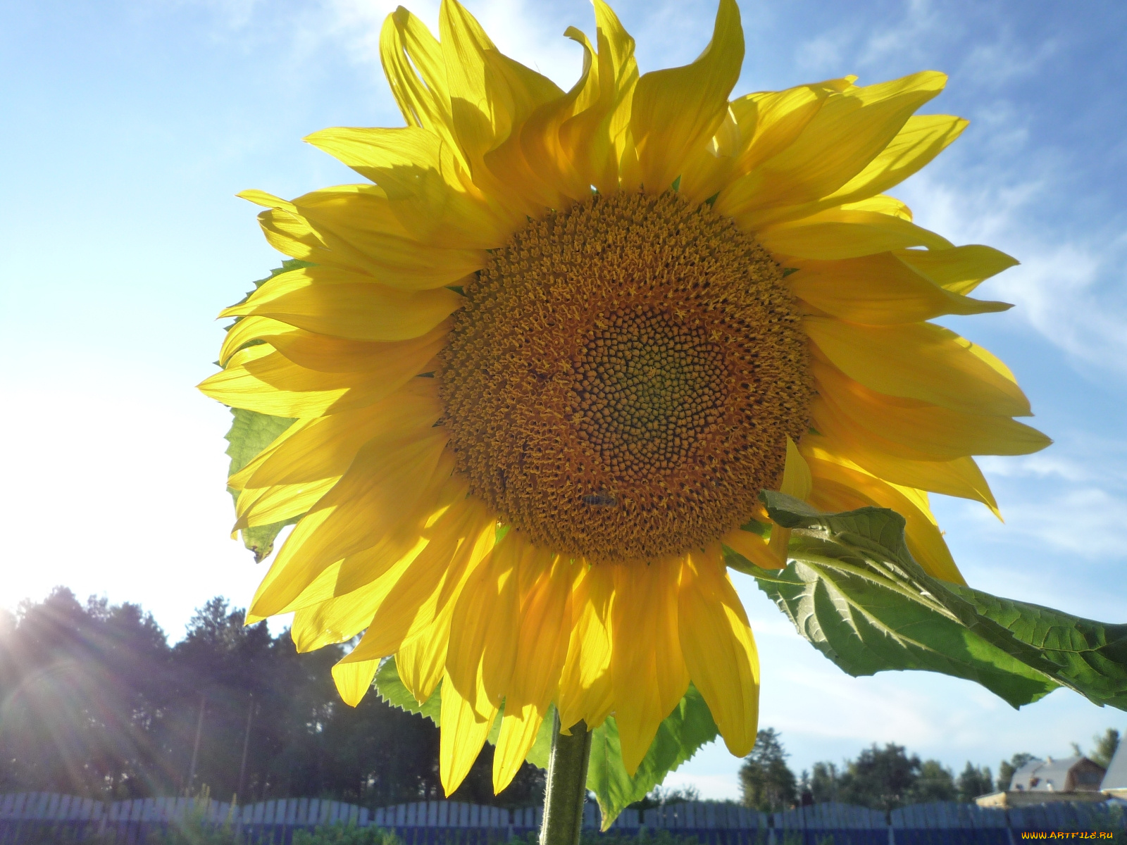 цветы, подсолнухи