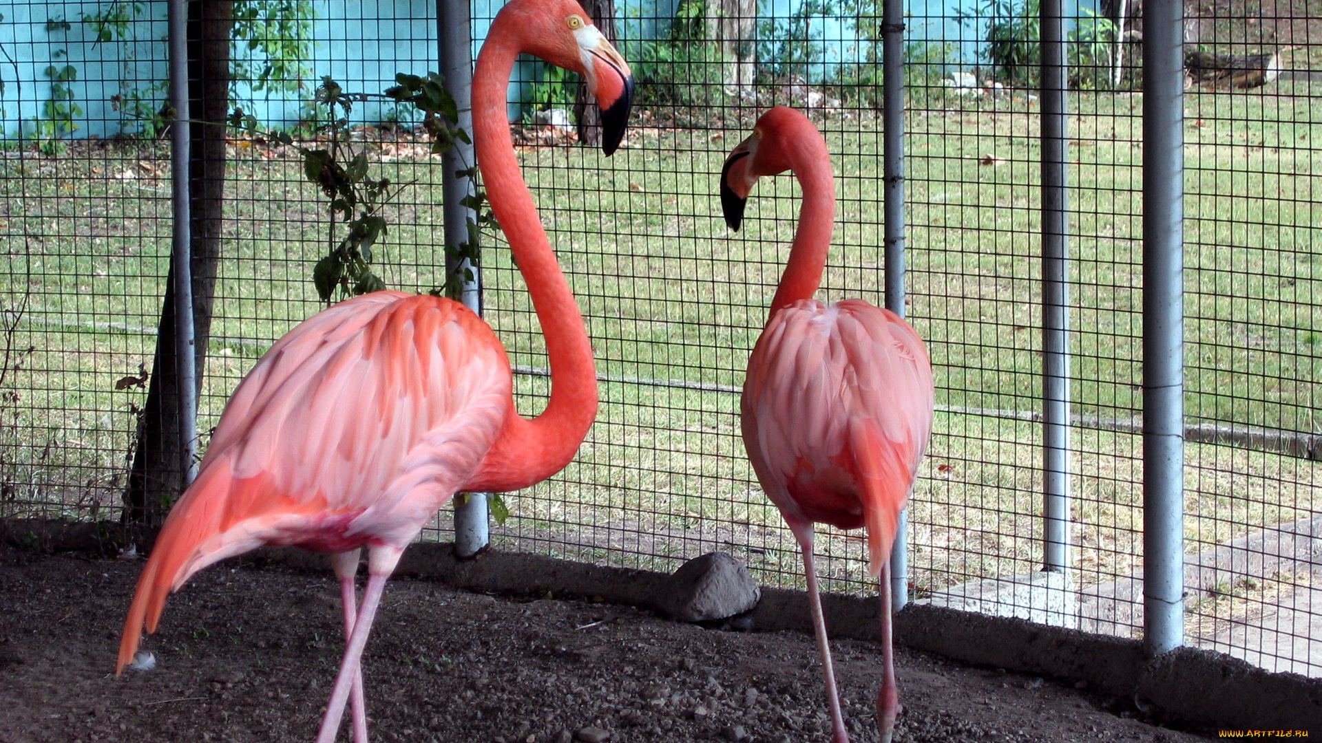животные, фламинго