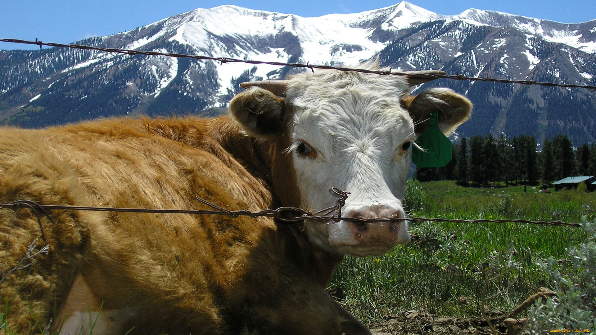 животные, коровы, буйволы