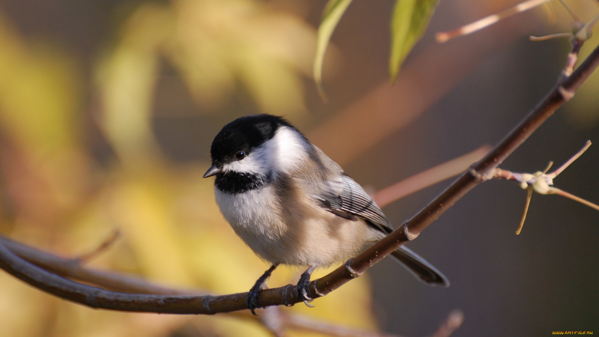 животные, синицы, лазоревки