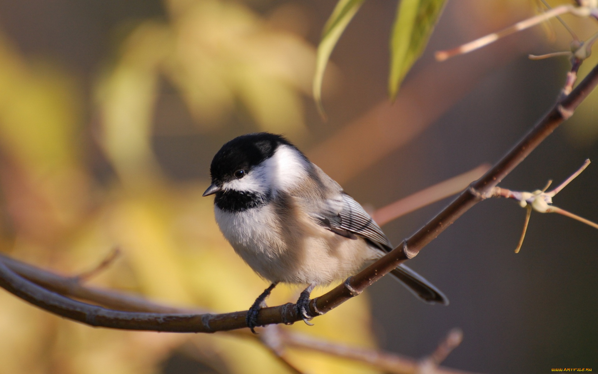 животные, синицы, лазоревки