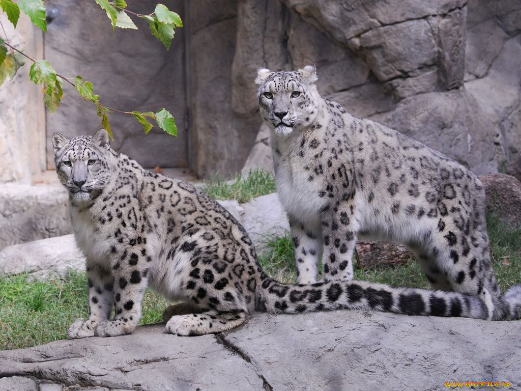 животные, снежный, барс, ирбис