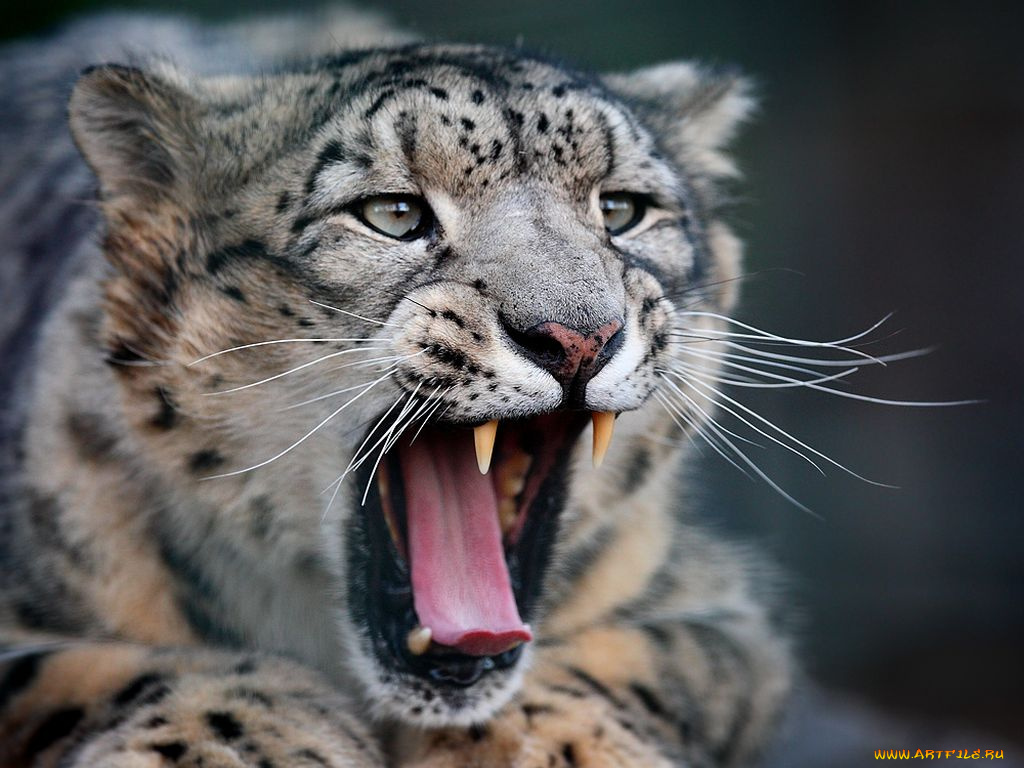 животные, снежный, барс, ирбис