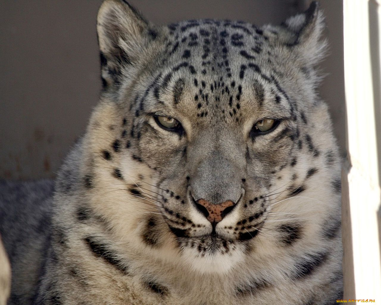 животные, снежный, барс, ирбис