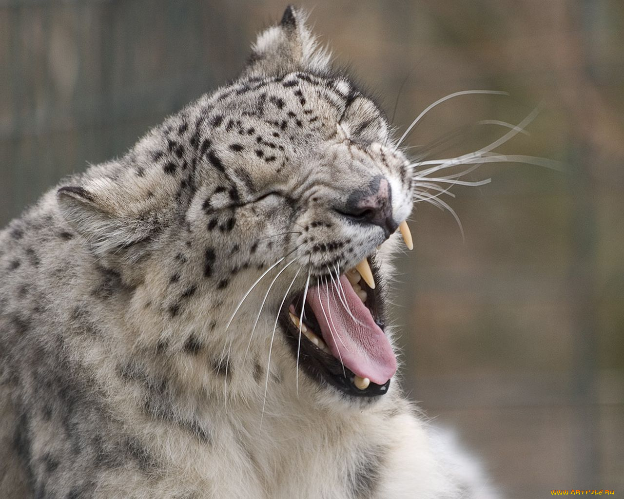 животные, снежный, барс, ирбис