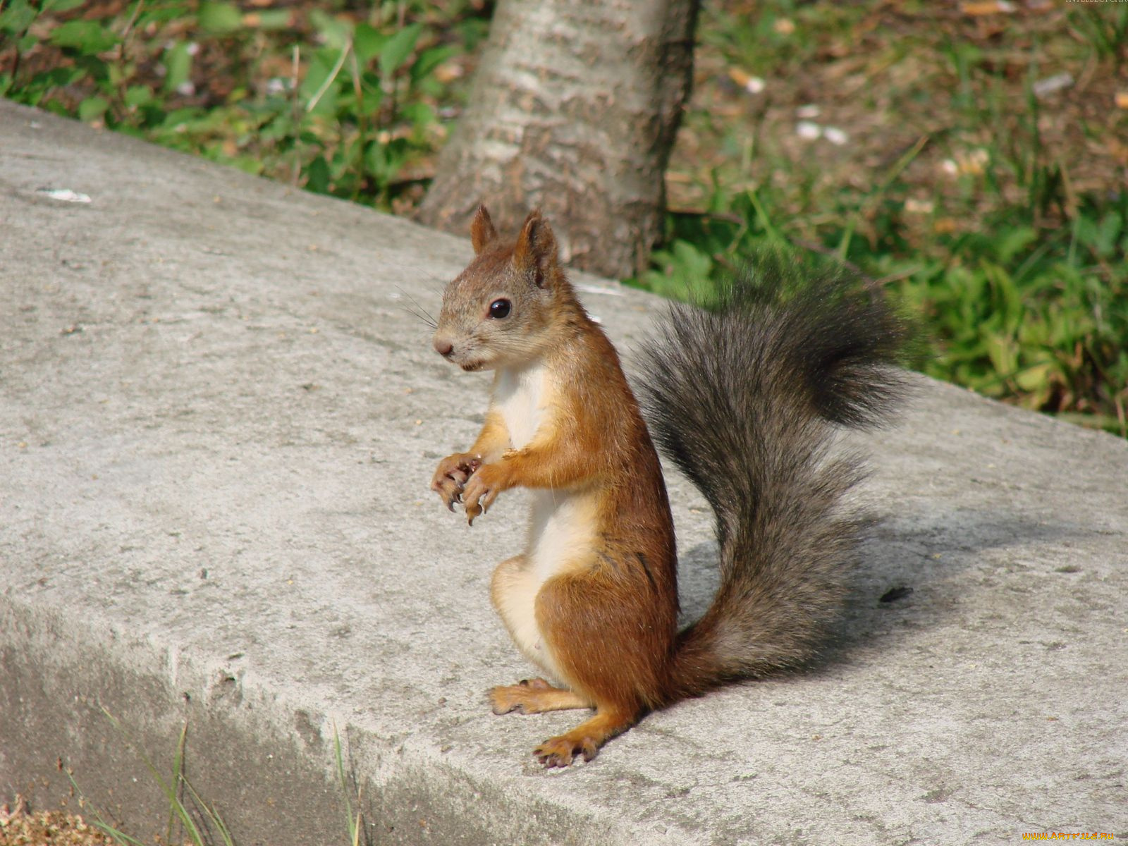 животные, белки