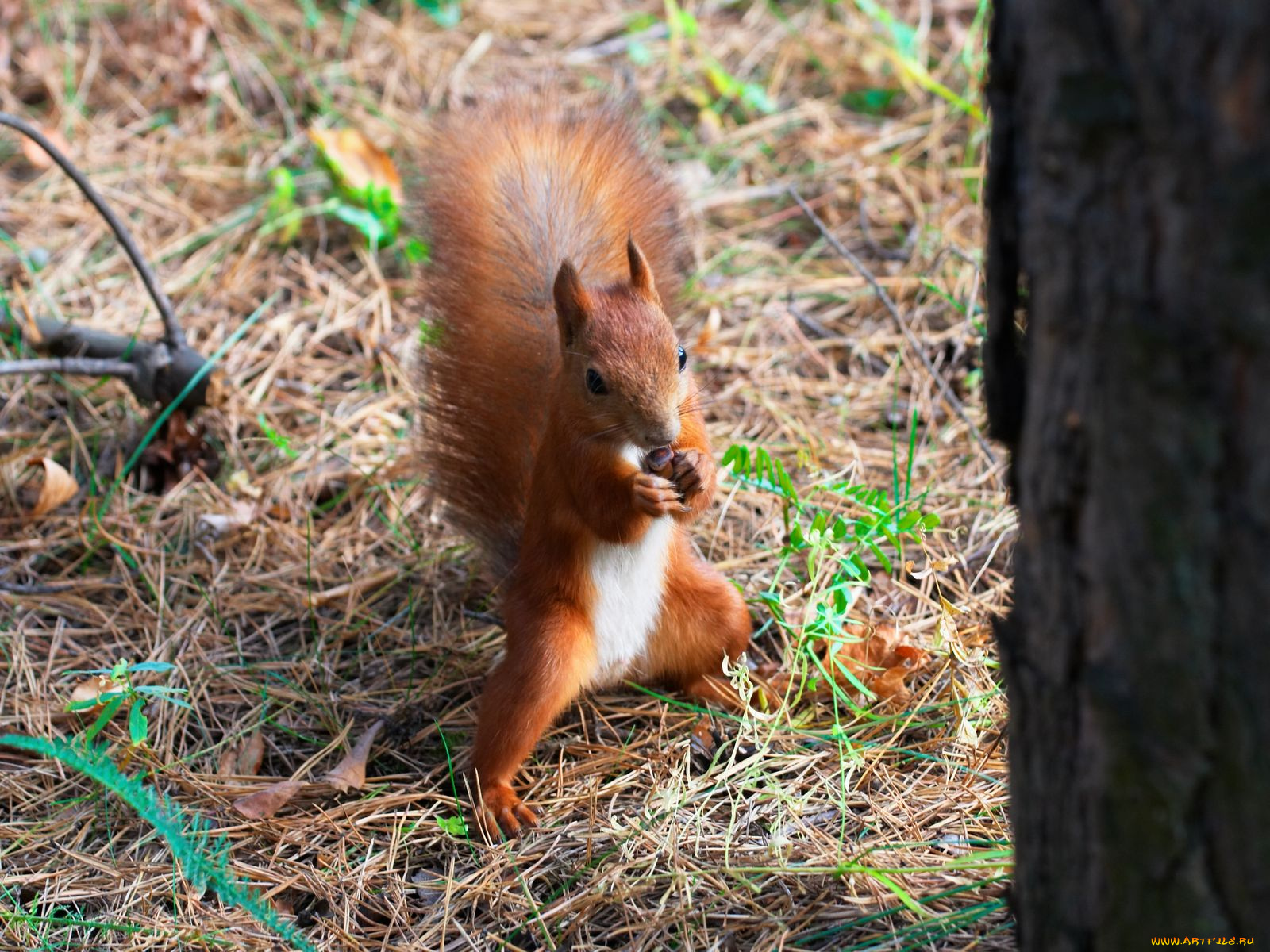 животные, белки