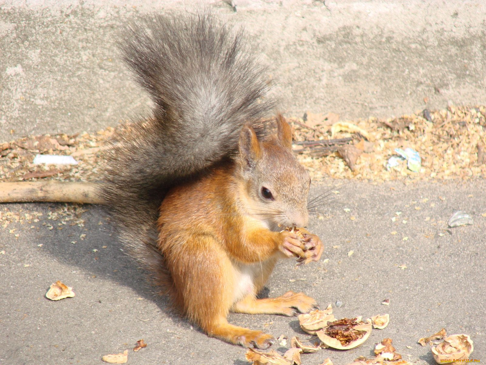 животные, белки