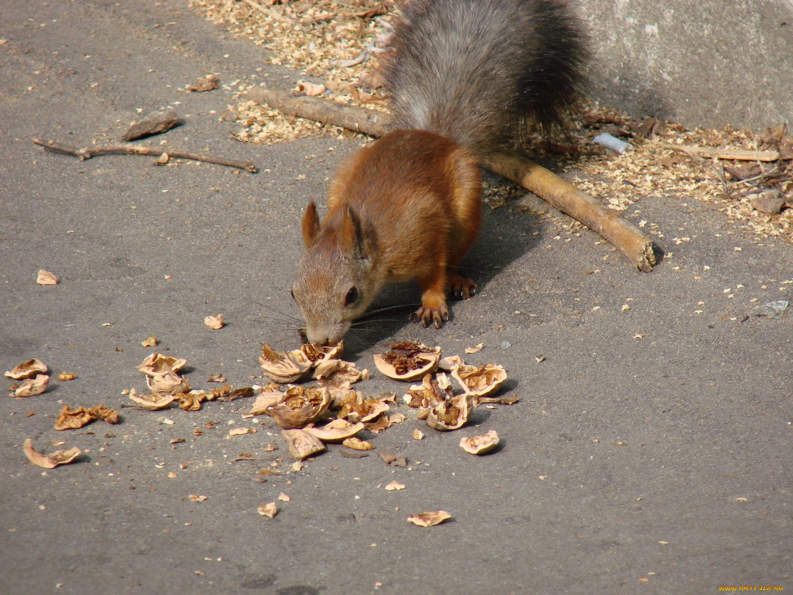 животные, белки