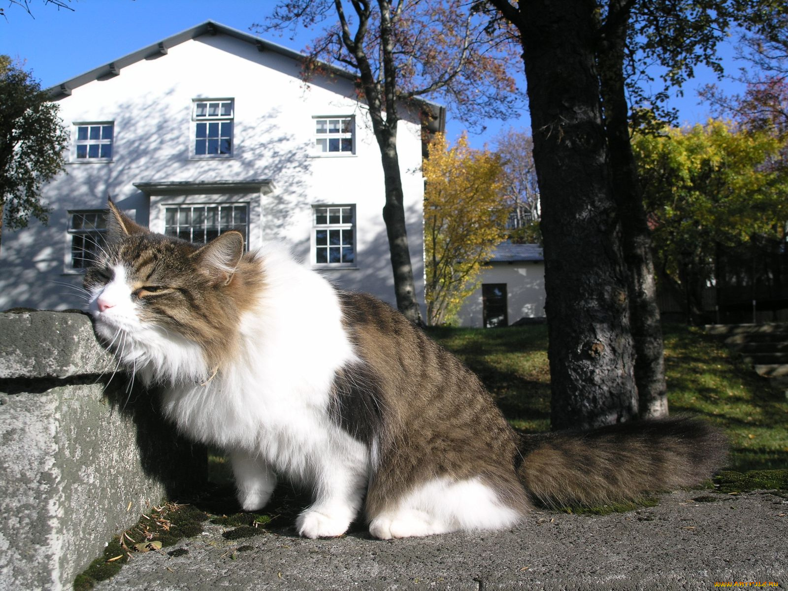 животные, коты