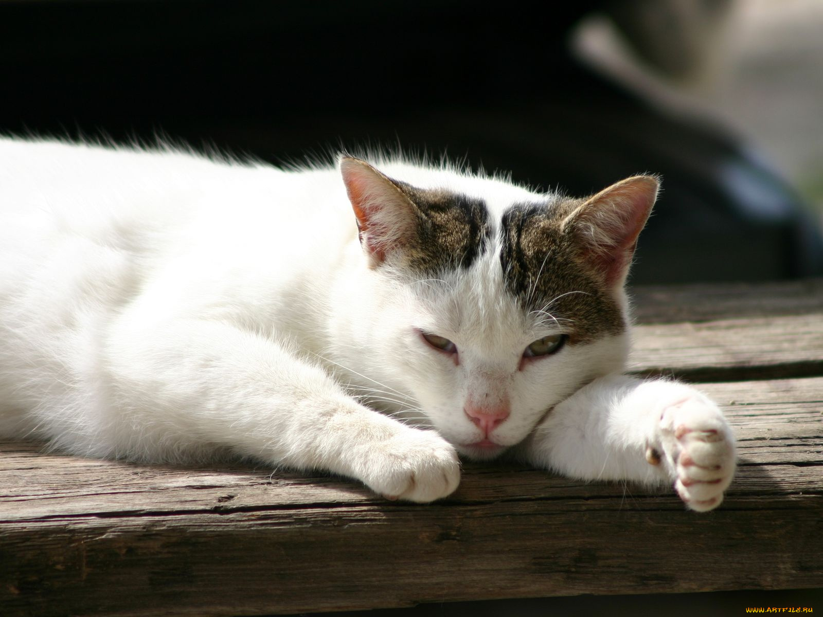 животные, коты