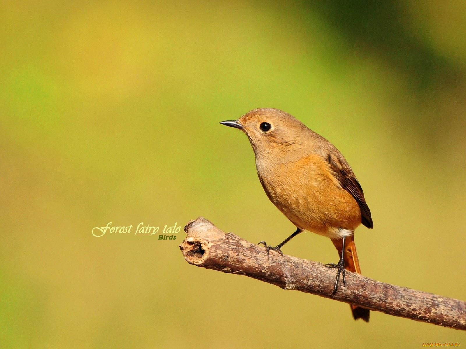 животные, птицы