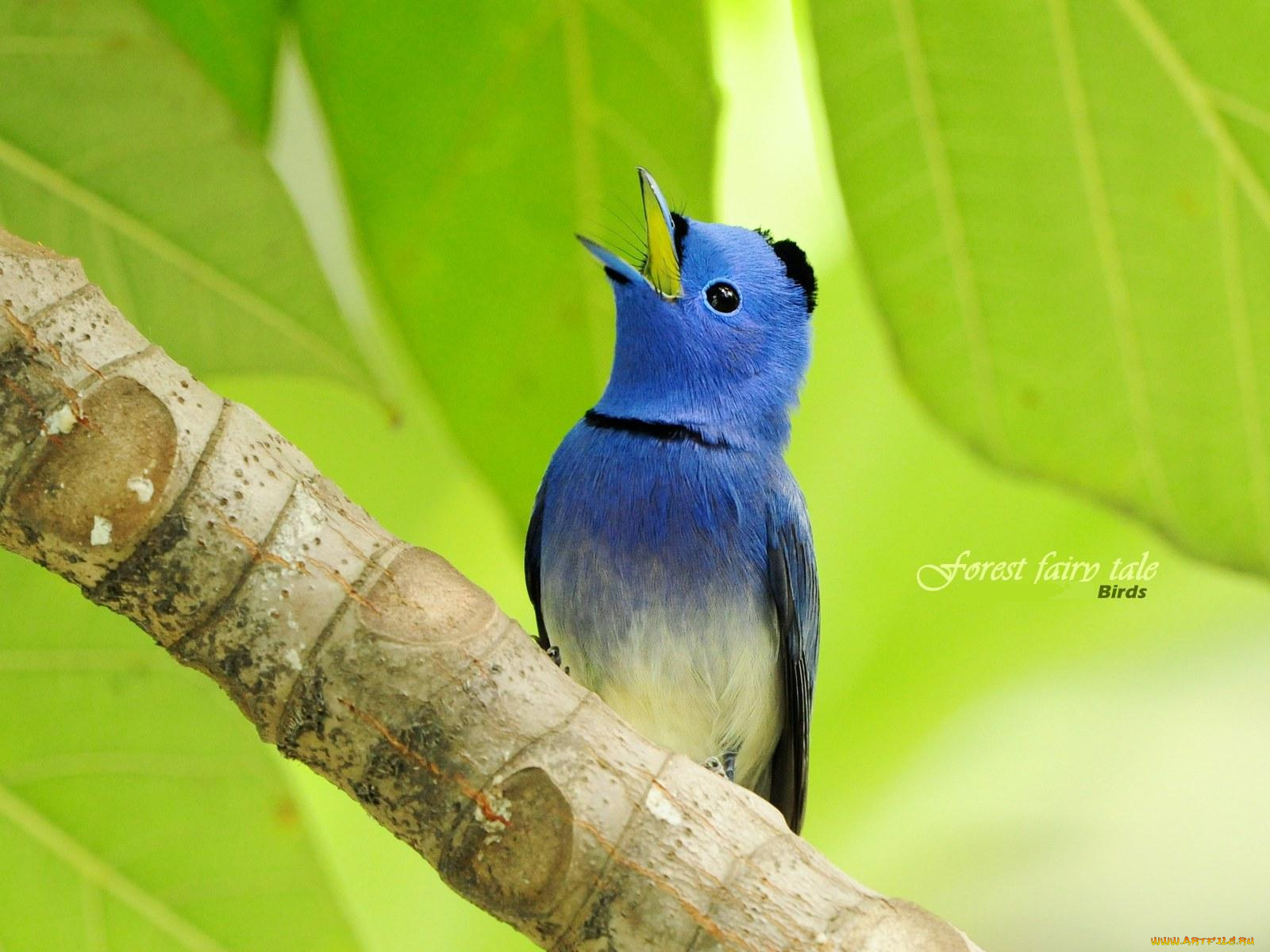 животные, птицы