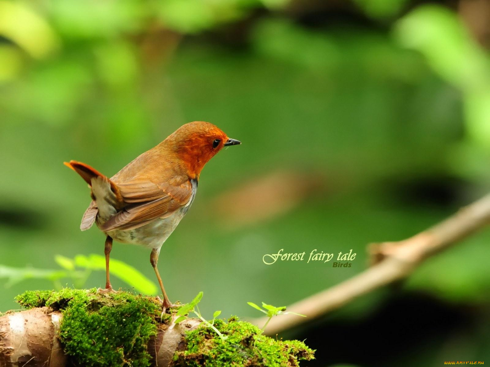животные, зарянки, малиновки