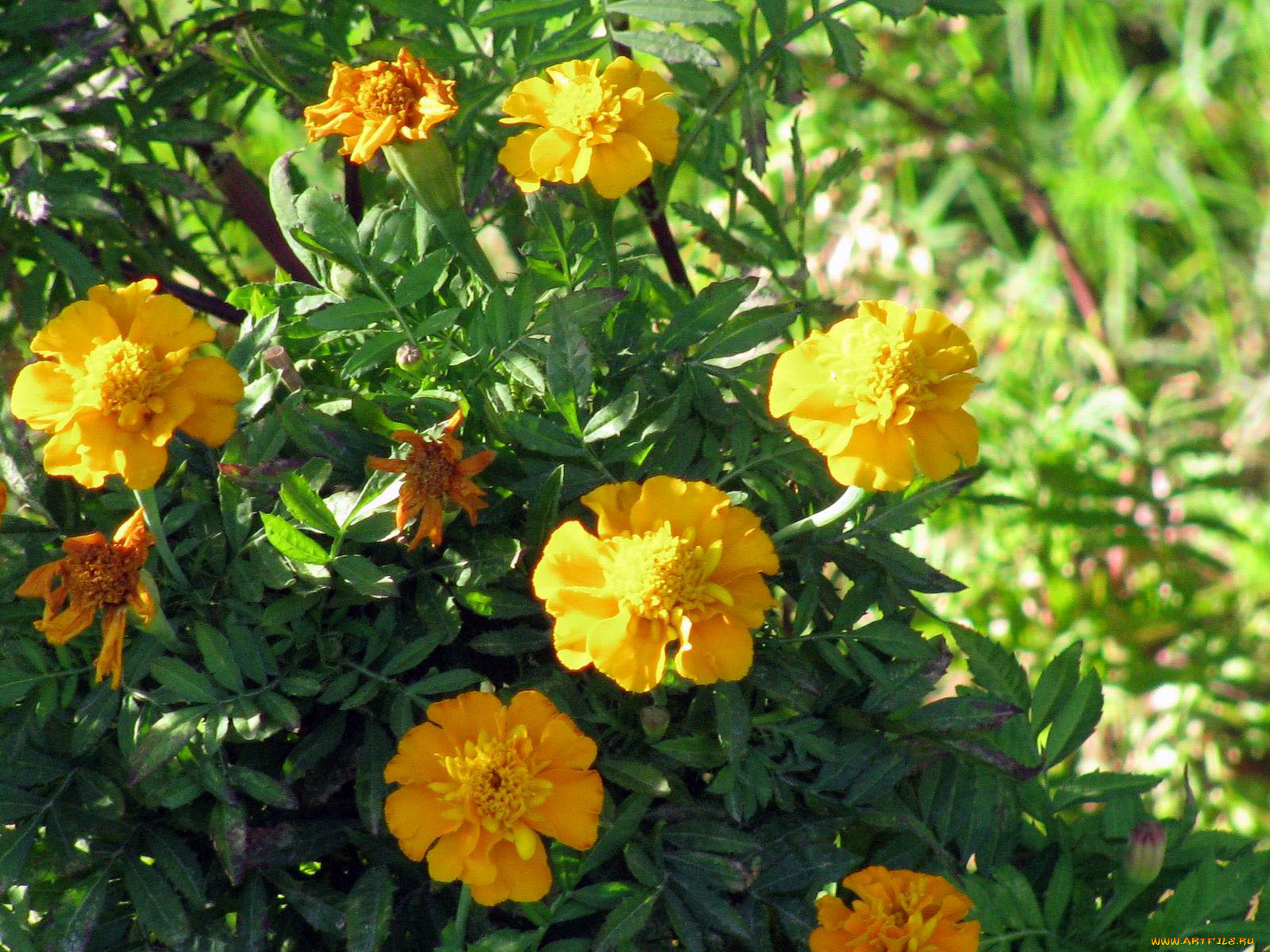 цветы, бархатцы