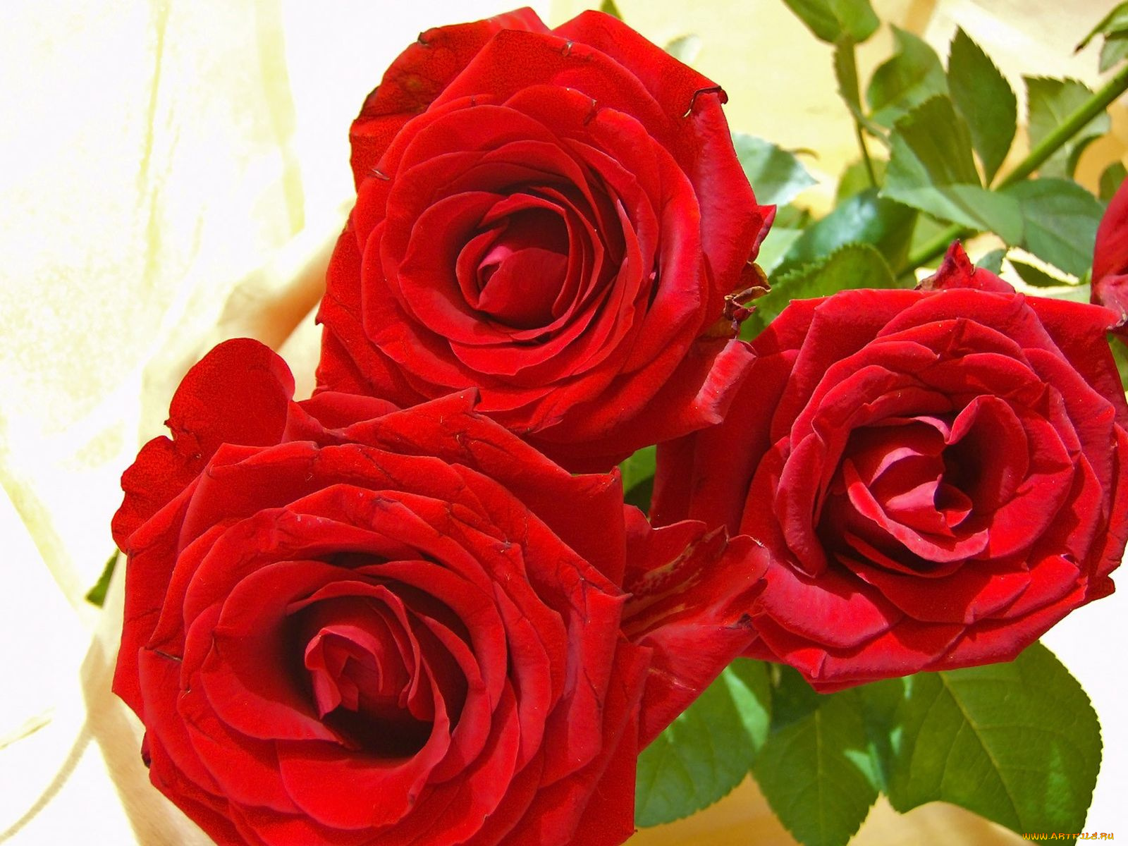 цветы, розы