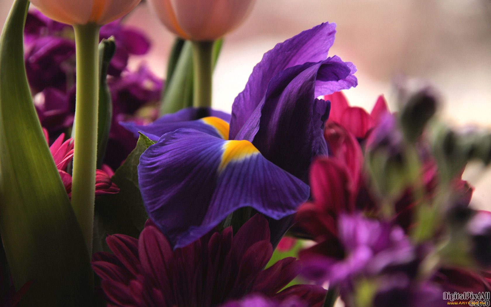 цветы, разные, вместе