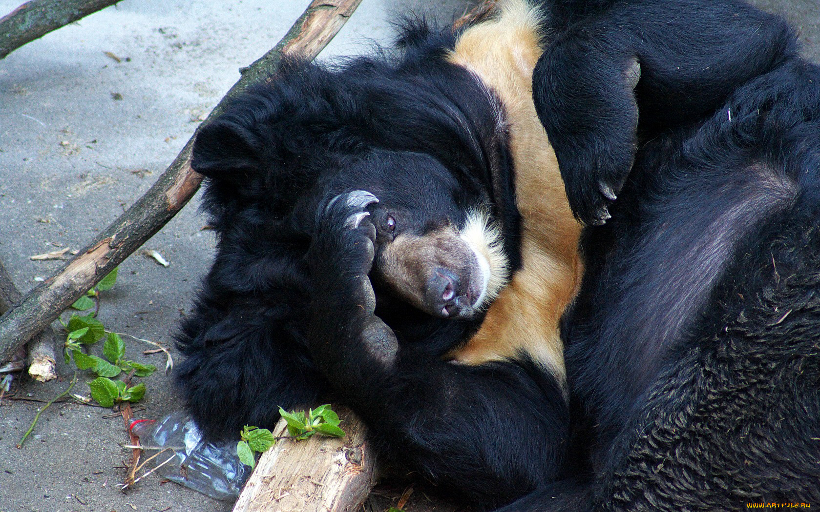 животные, медведи, на, земле