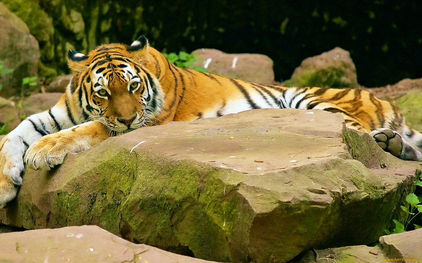 животные, тигры, тигр, камень