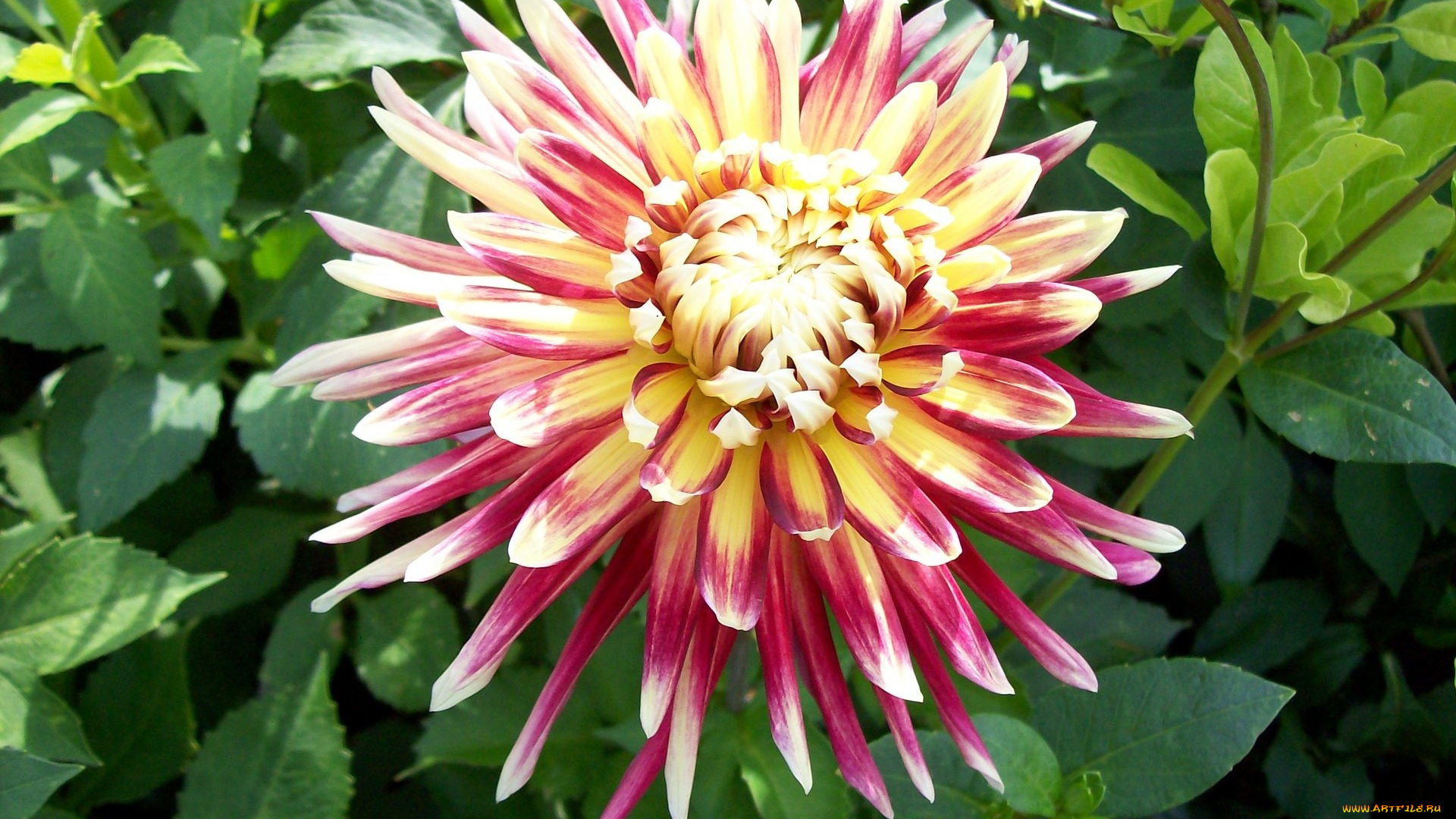 цветы, георгины, острые, лепестки