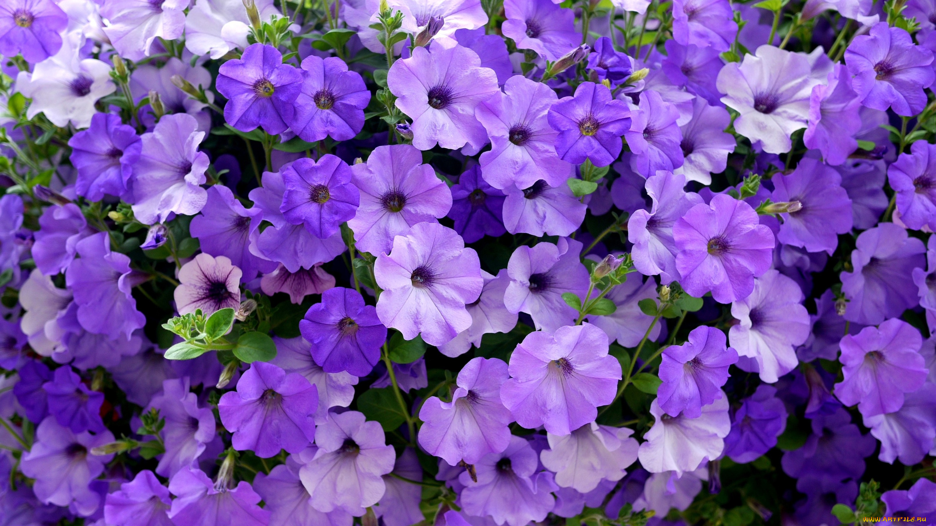 цветы, петунии, калибрахоа, много, сиреневый