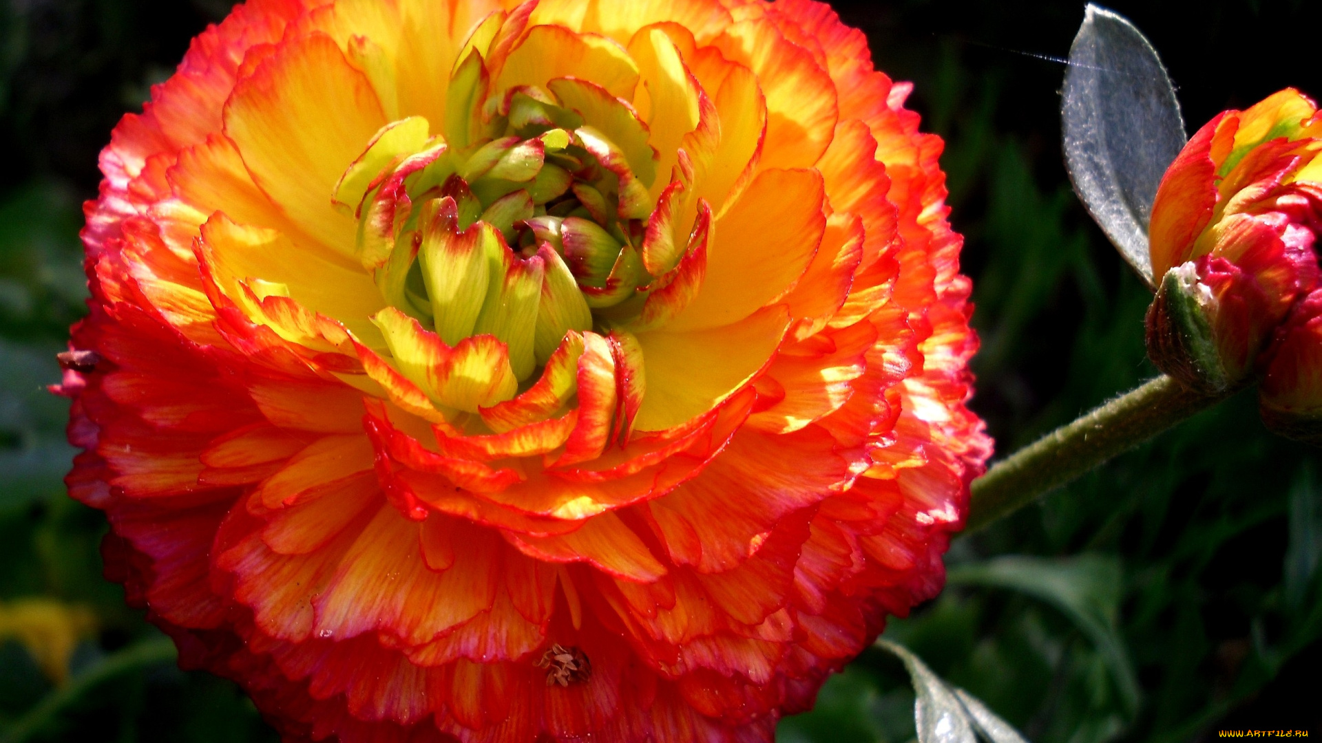 цветы, ранункулюс, азиатский, лютик, оранжевый, круглый, большой