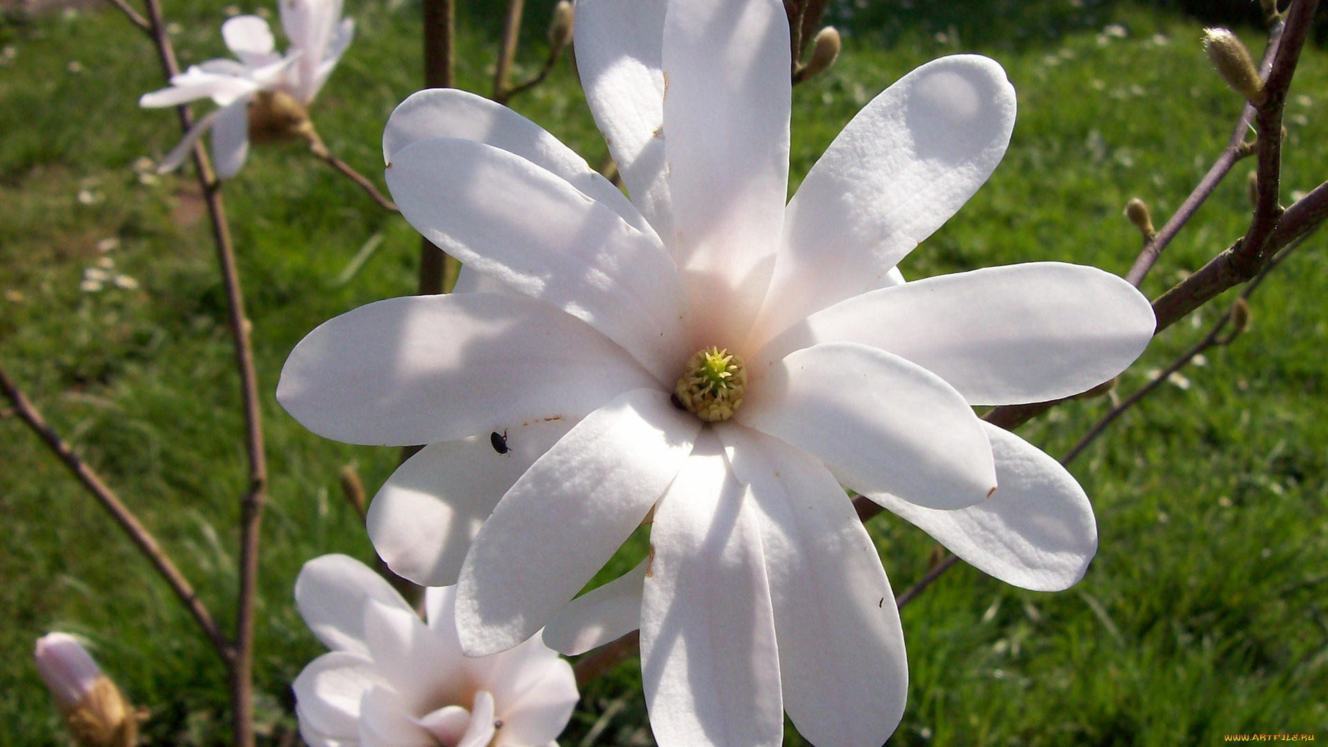 магнолия, цветы, магнолии, кремовый