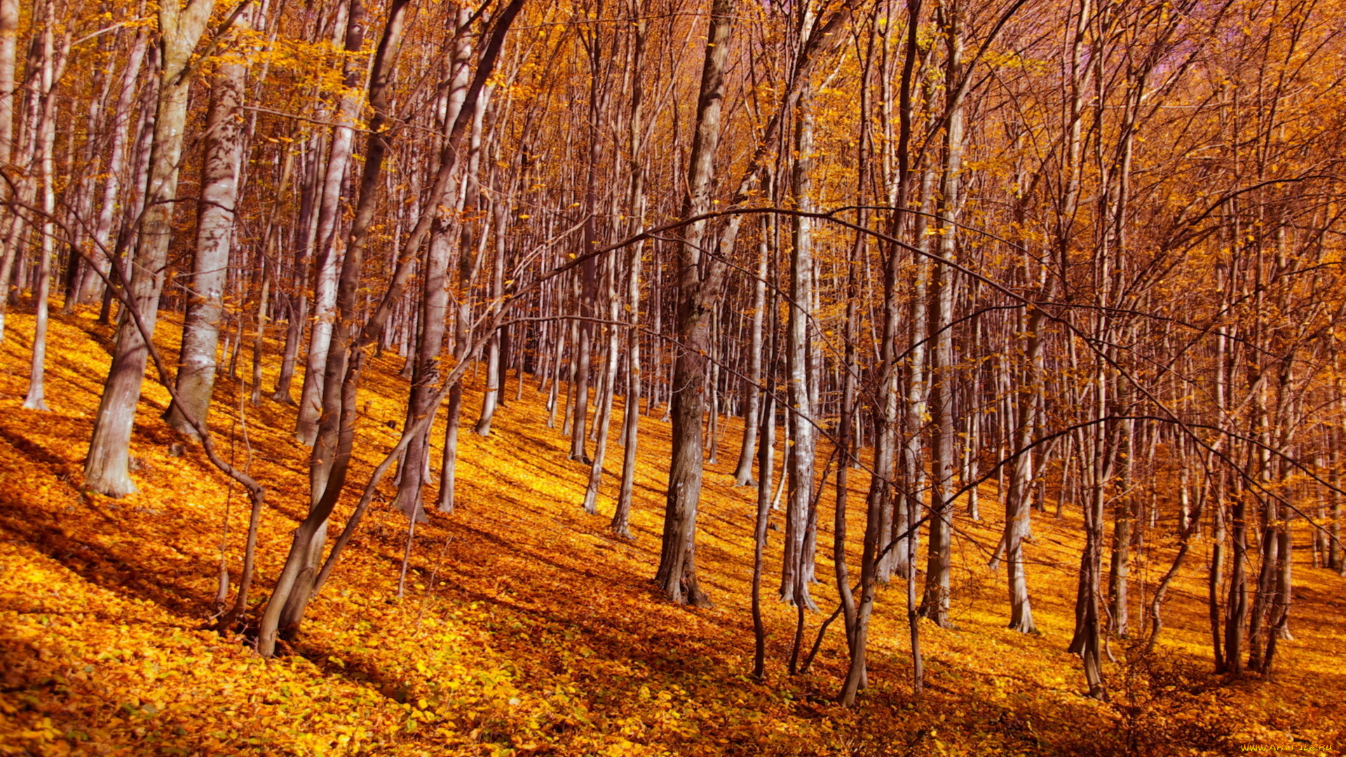 природа, лес, осень, листья