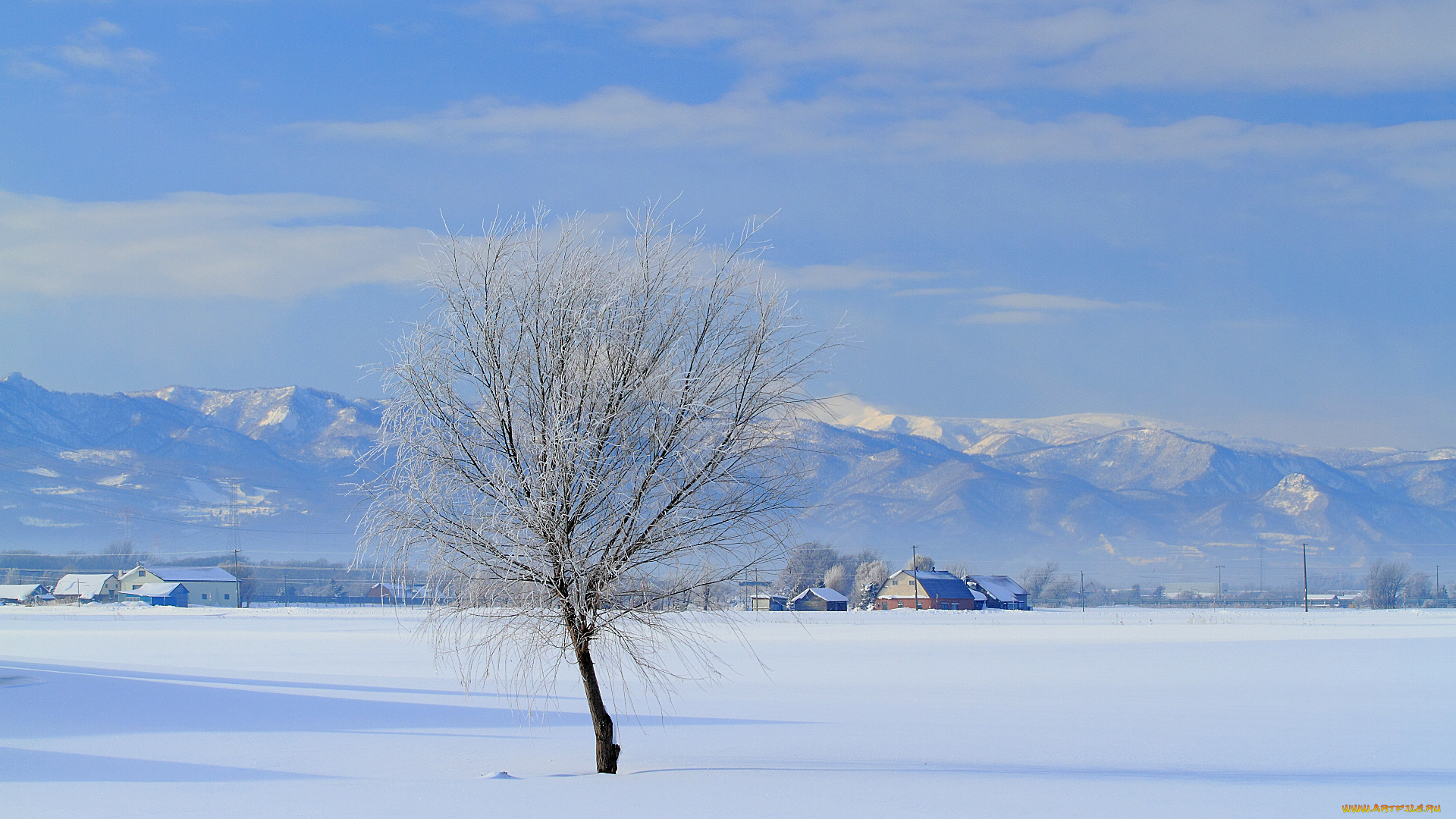 природа, зима, дерево, дома