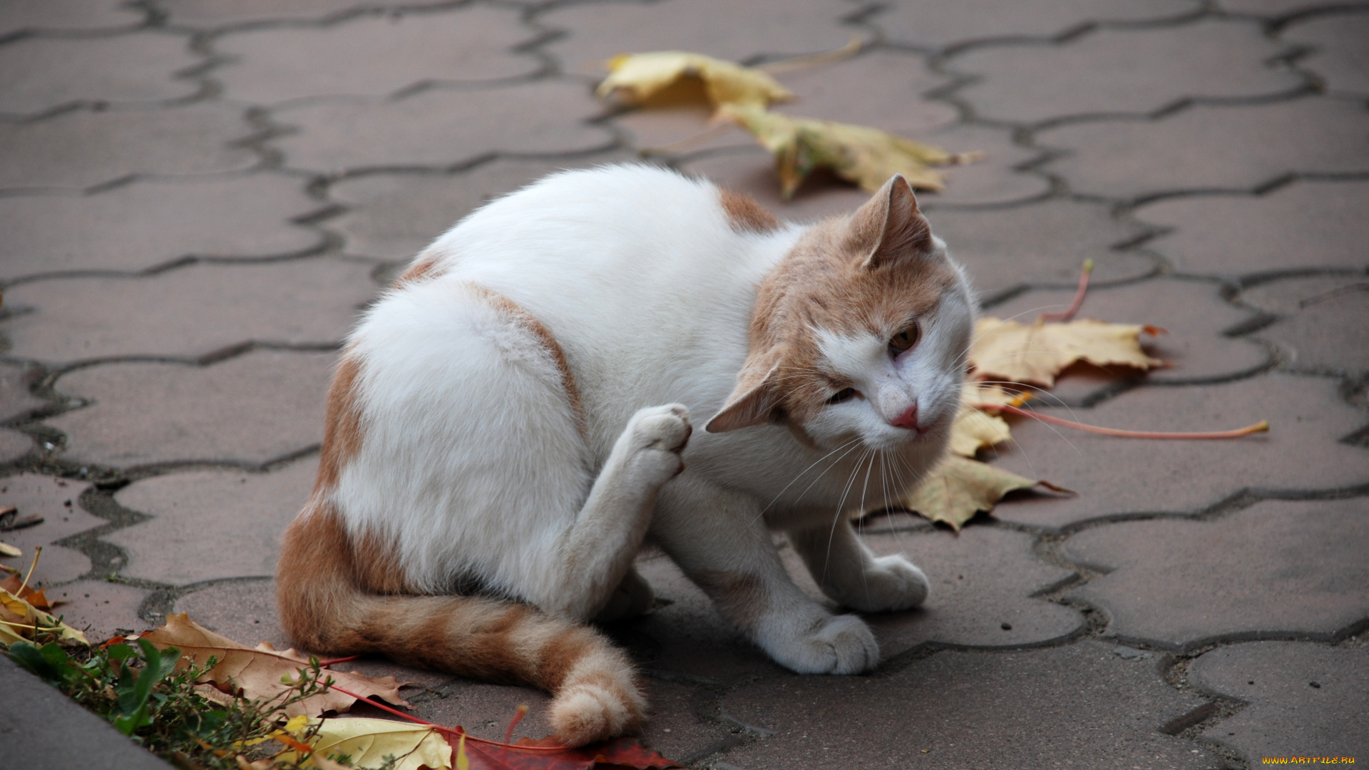 животные, коты, кошка, кот, листья