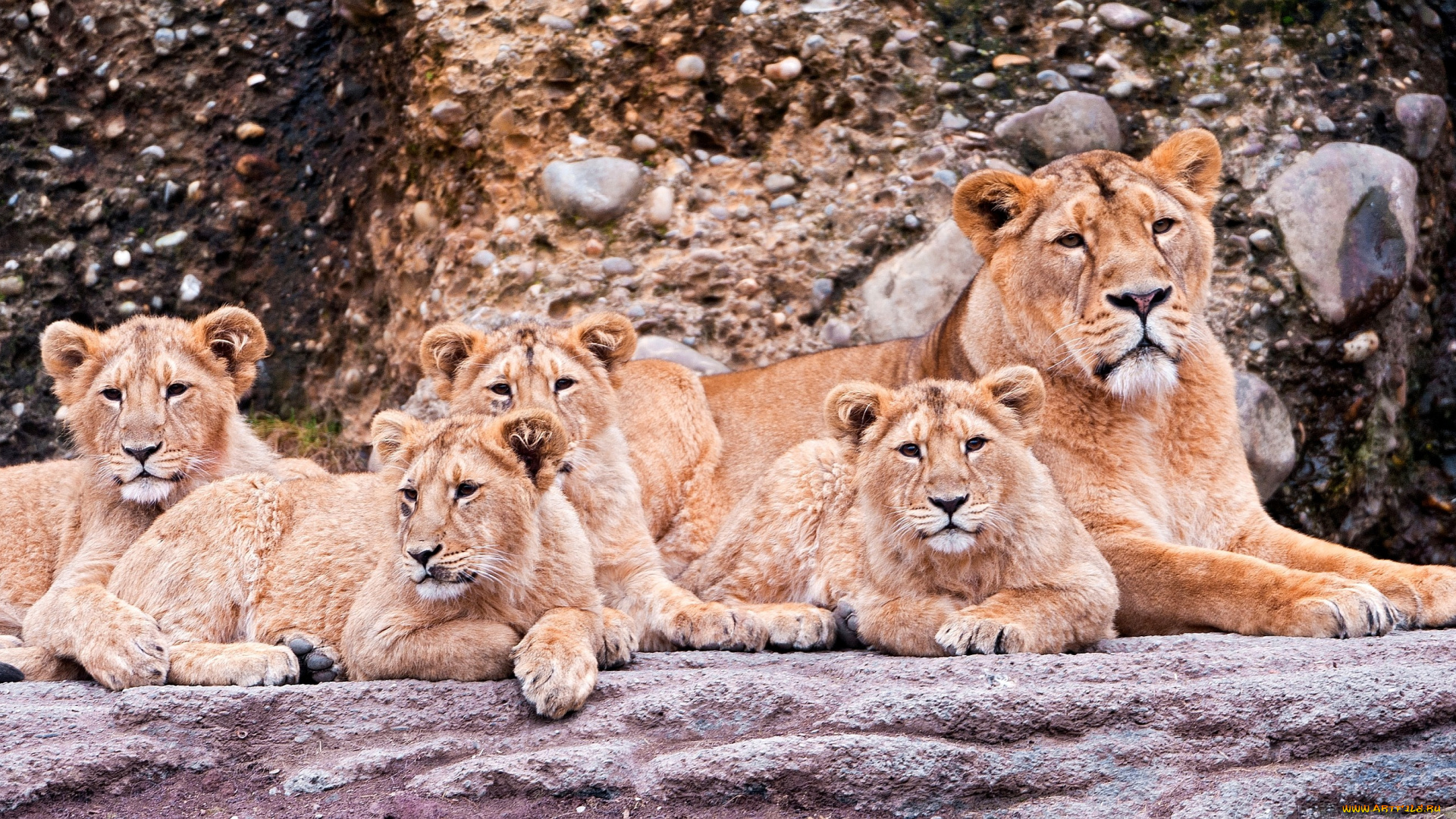 животные, львы, львица, малыши