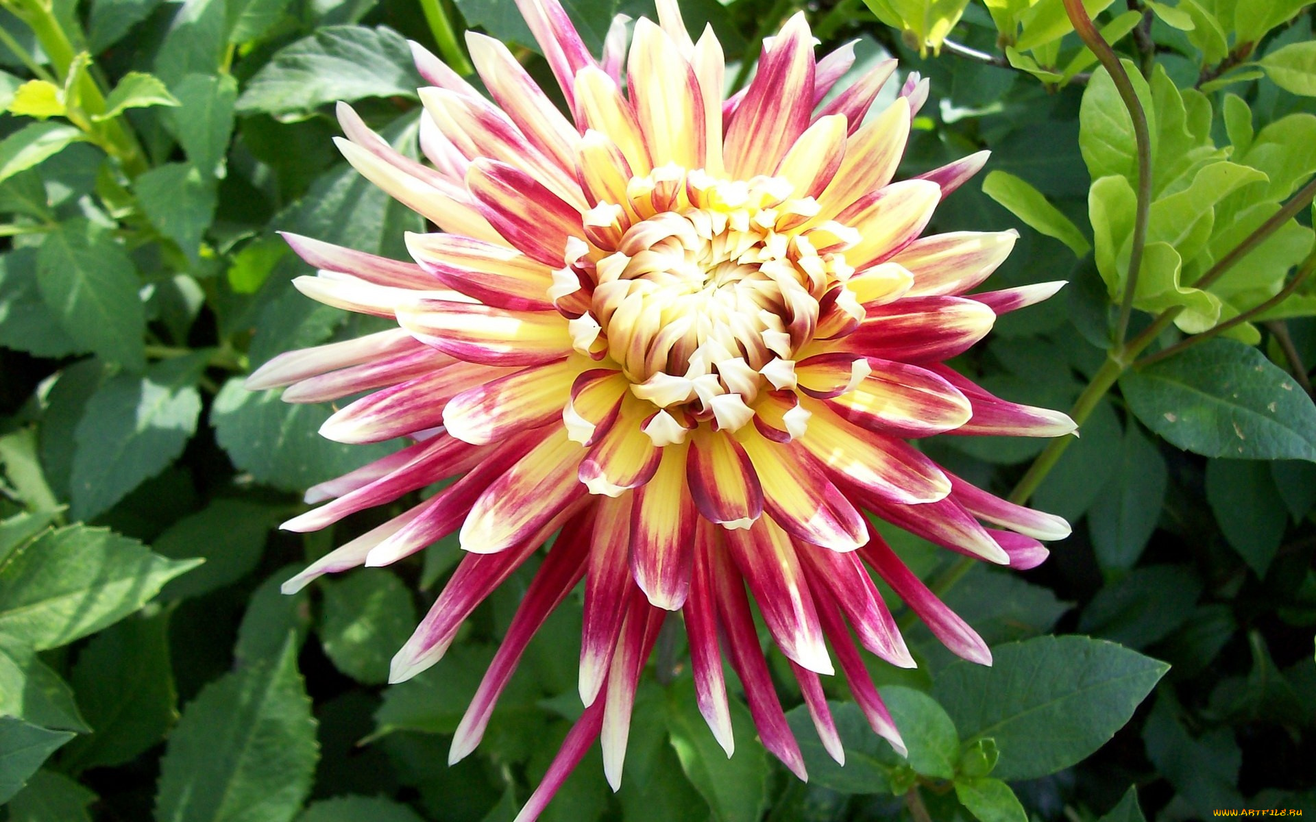 цветы, георгины, острые, лепестки