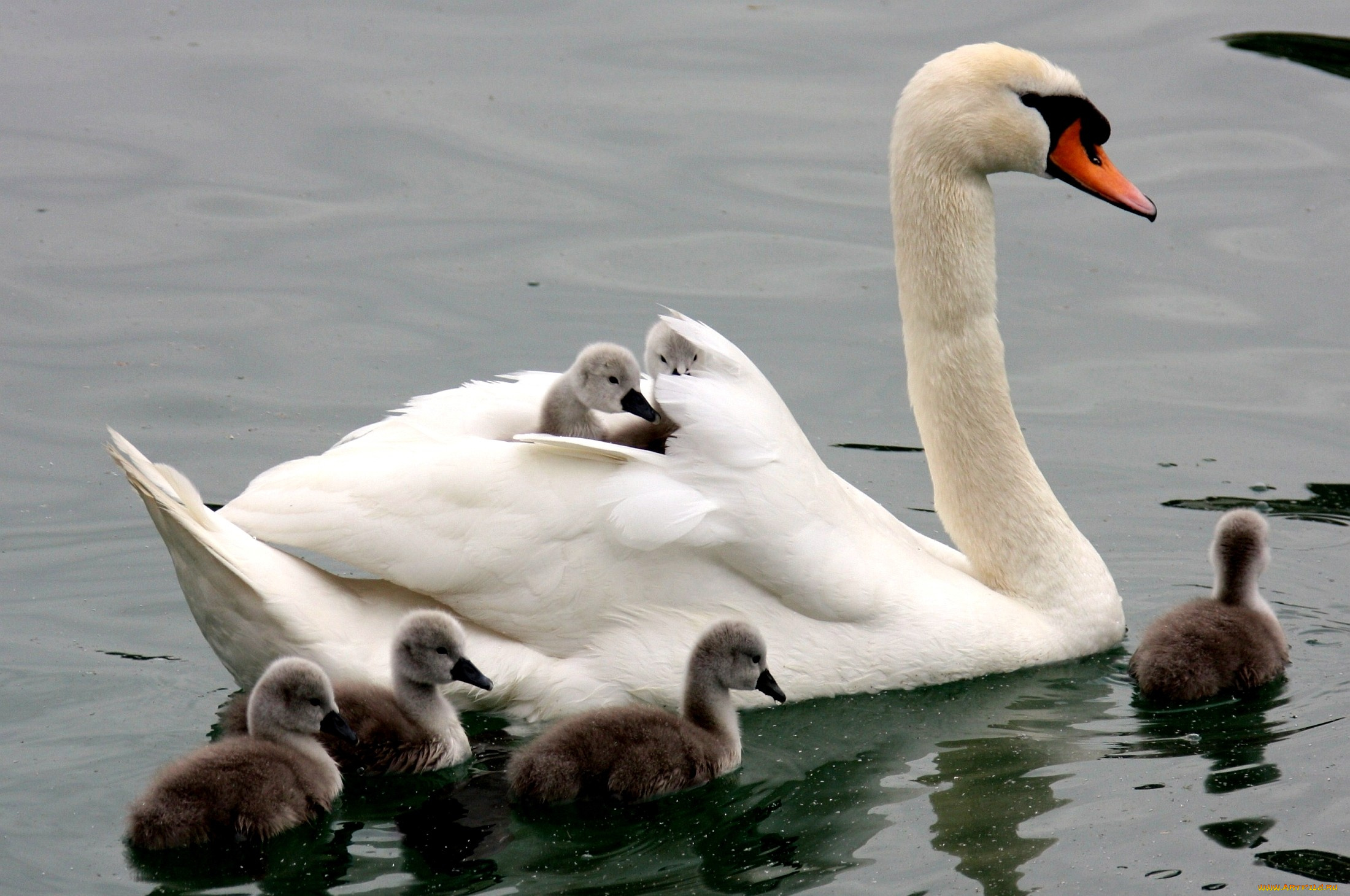 животные, лебеди, мама, птенцы