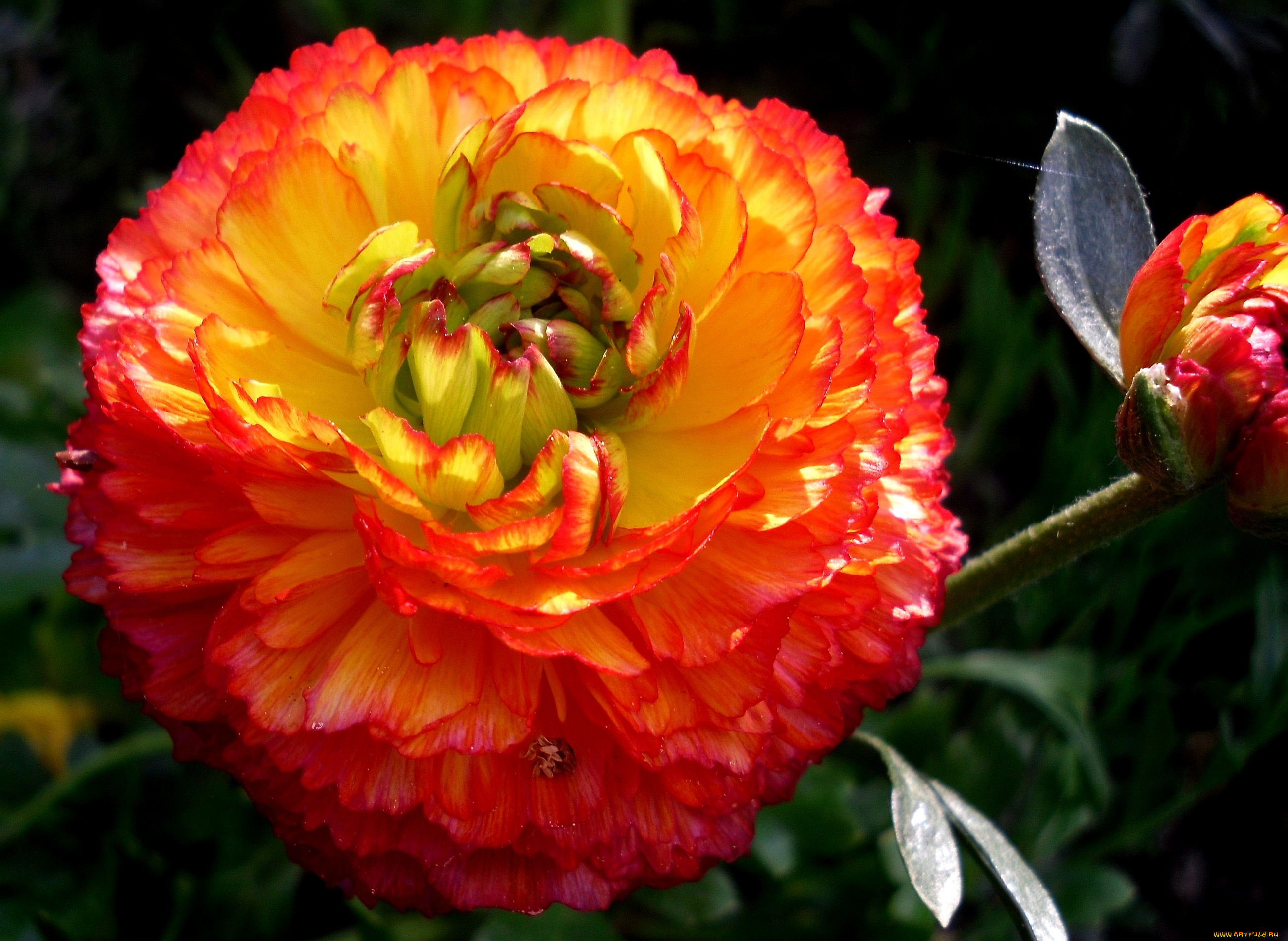 цветы, ранункулюс, азиатский, лютик, оранжевый, круглый, большой