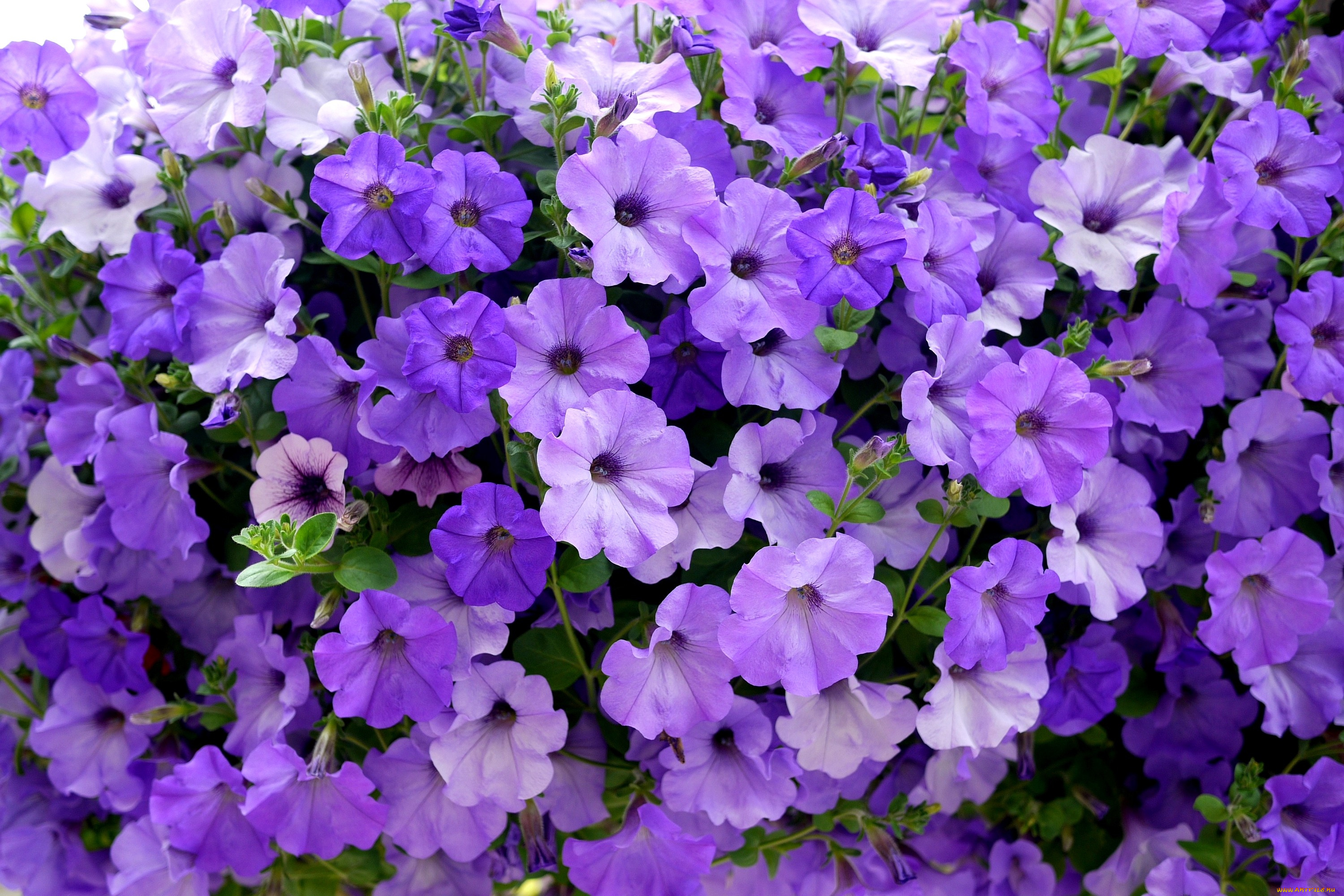 цветы, петунии, калибрахоа, много, сиреневый