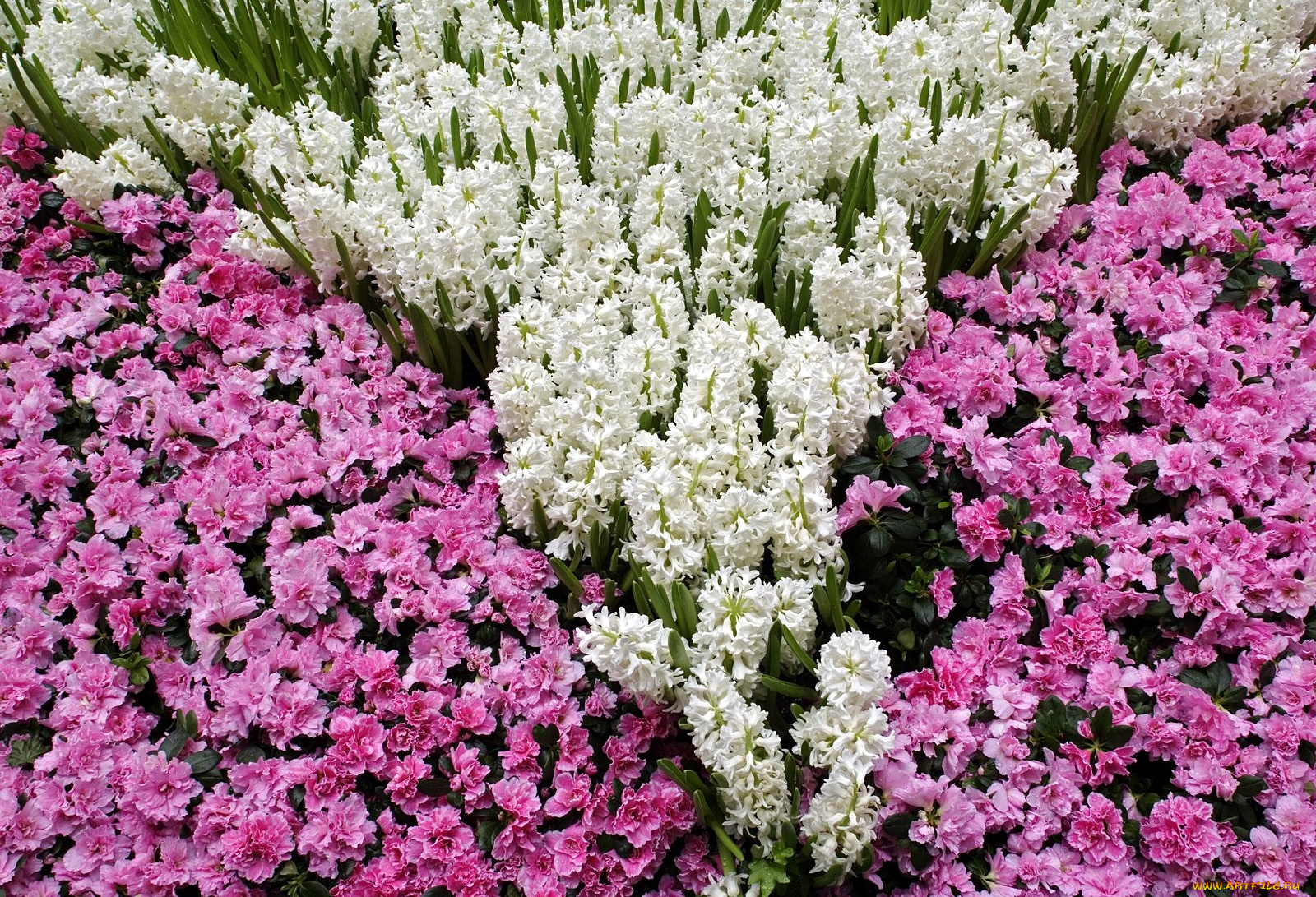 цветы, разные, вместе, азалии, гиацинты